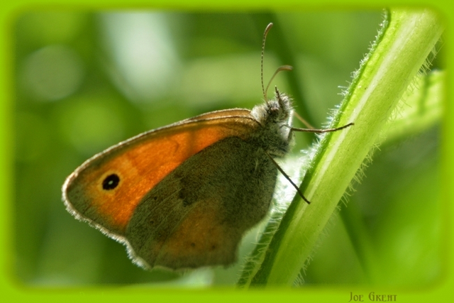 Coenonympha pamphilus - kis szénalepke