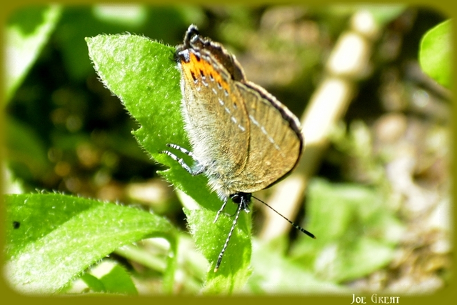 Satyrium pruni - szilvafa-csücsköslepke