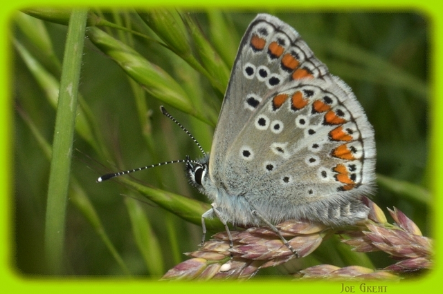Aricia agestis - szerecsenboglárka