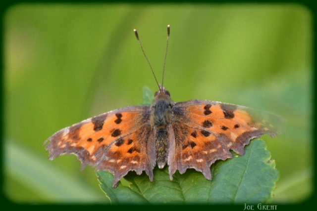 Nymphalis c-album - C-betűs lepke