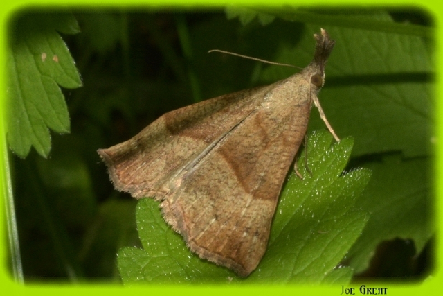 Hypena proboscidalis - ormányos karcsúbagoly