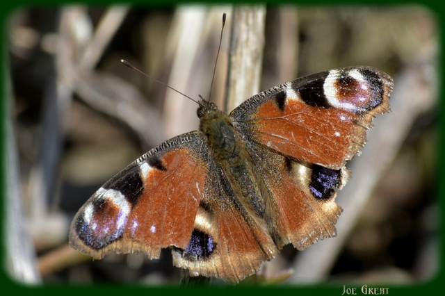 Nymphalis io - nappali pávaszem