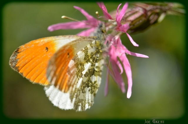 Anthocharis cardamines - hajnalpírlepke