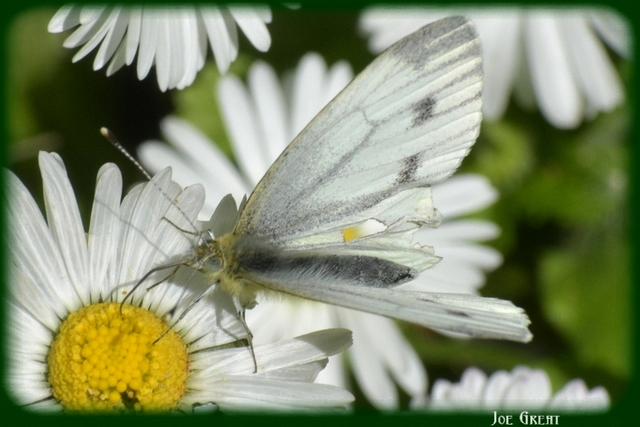 Pieris napi - repcelepke