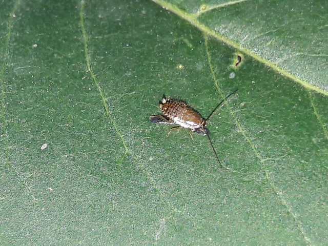 Ectobius Ectobius