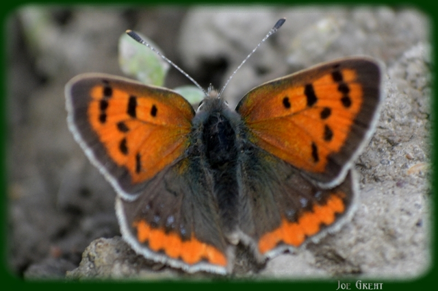 Lycaena phlaeas - közönséges tűzlepke