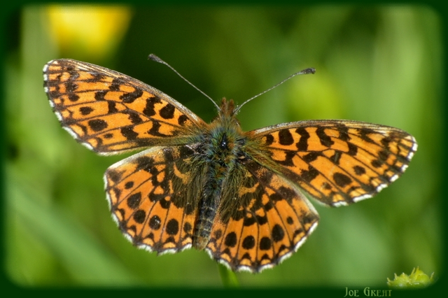 Boloria dia - kis gyöngyházlepke