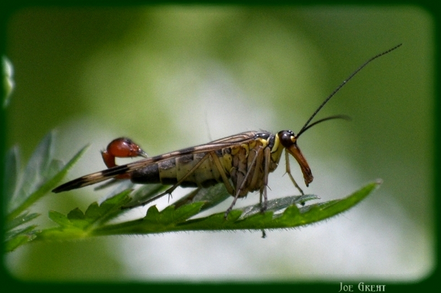 Mecoptera - Csőrösrovarok