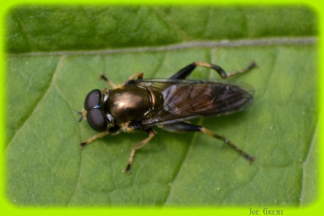 Xylota