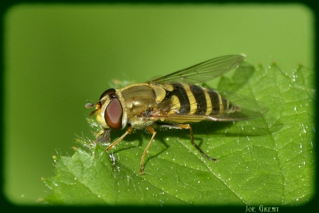 Syrphini