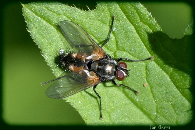Tachinidae - fürkészlegyek