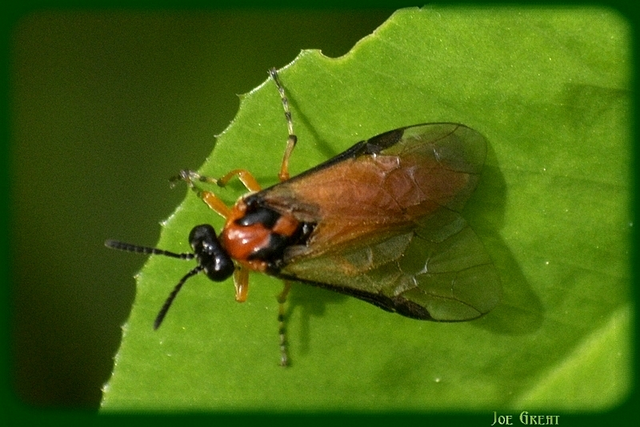 Hymenoptera - Hártyásszárnyúak