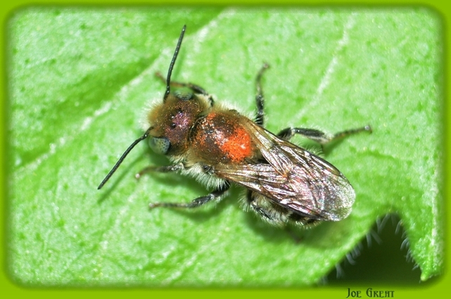 Hymenoptera - Hártyásszárnyúak