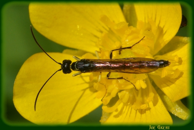 Hymenoptera - Hártyásszárnyúak