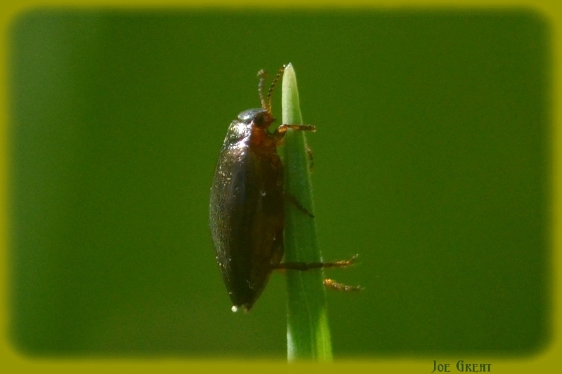Porhydrus lineatus - csíkos selymescsíkbogár