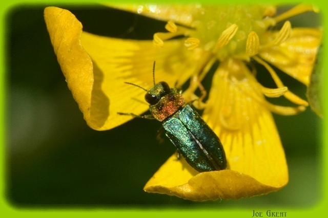 Anthaxia signaticollis - keleti virágdíszbogár