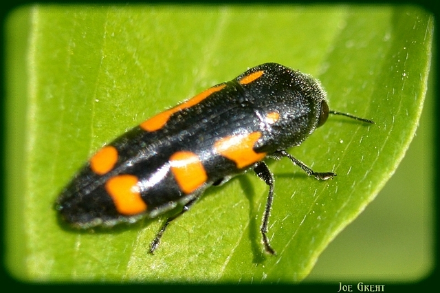 Ptosima undecimmaculata - sárgafoltos díszbogár