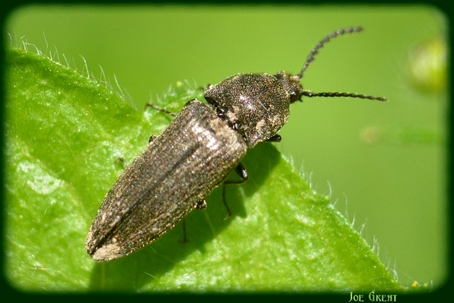 Elateridae - pattanóbogárfélék