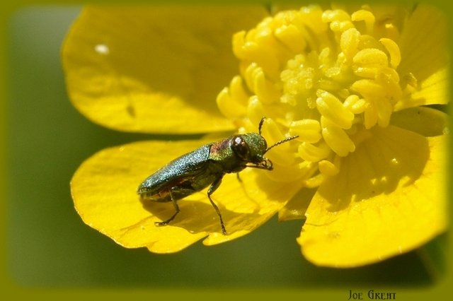 Anthaxia signaticollis - keleti virágdíszbogár