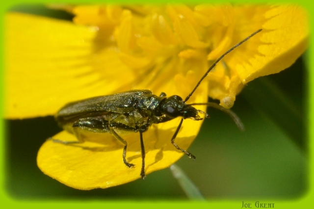 Oedemera