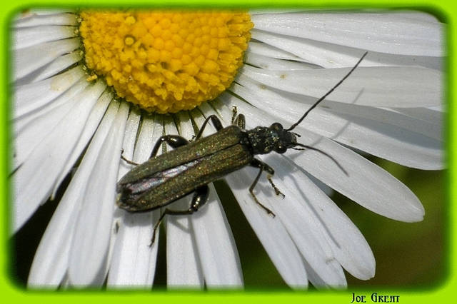 Oedemera