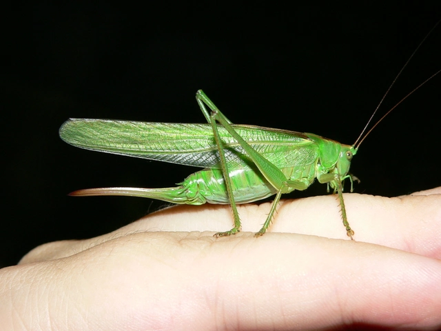 Tettigonia viridissima - zöld lombszöcske