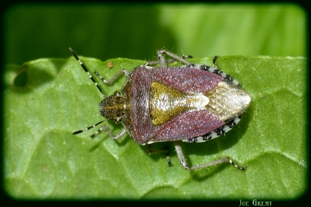 Dolycoris baccarum - közönséges bogyómászó-poloska Dolycoris baccarum - közönséges bogyómászó-poloska