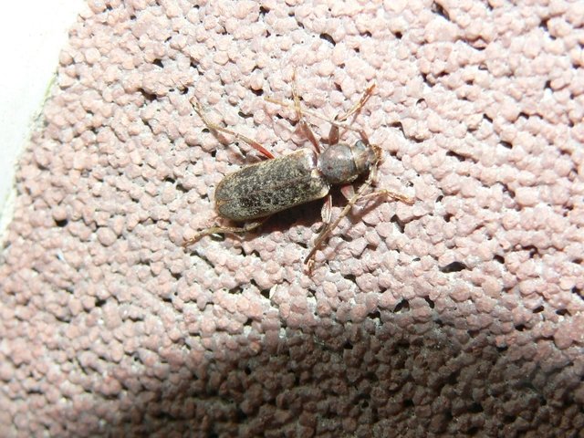 Trichoferus campestris - szállóvendég éjicincér