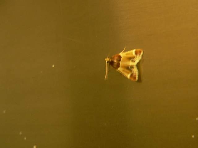 Pyralis farinalis - lisztilonca