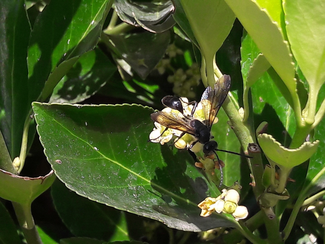 Isodontia mexicana - mexikói fűdarázs