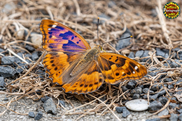Apatura ilia - kis színjátszólepke