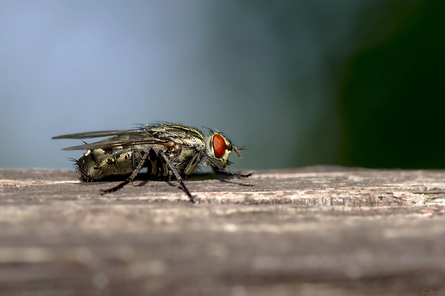 Sarcophagidae - húslégyfélék
