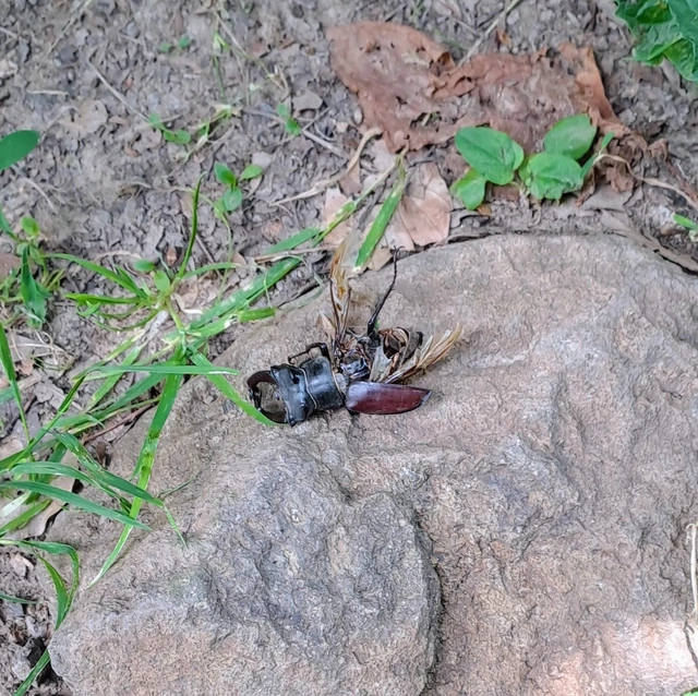 Lucanus cervus - nagy szarvasbogár