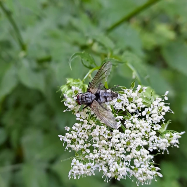 Dexiinae