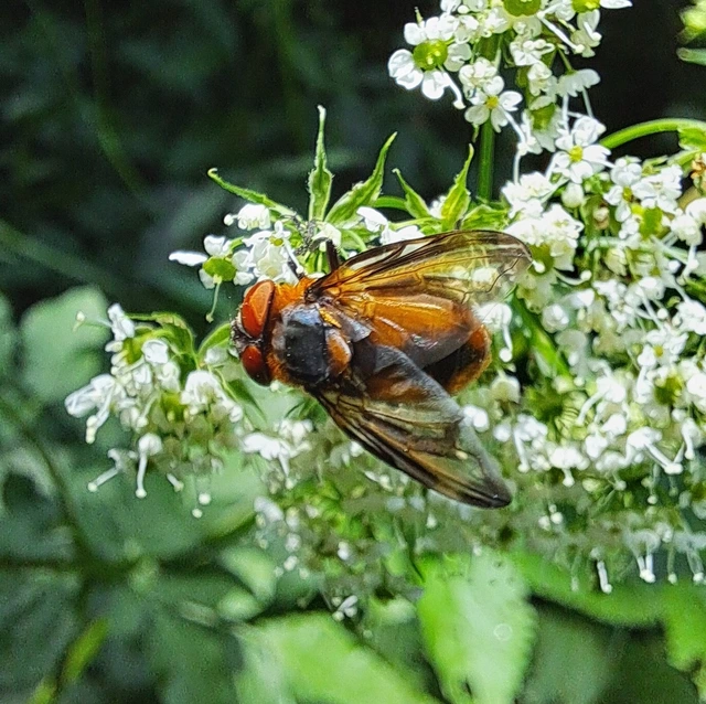 Phasia hemiptera