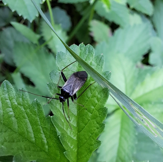 Adelphocoris seticornis - szegélyes mezeipoloska
