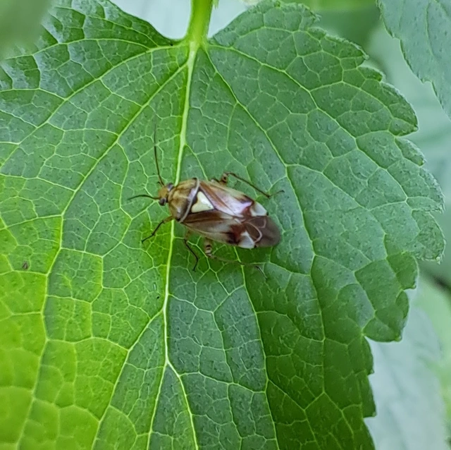 Heteroptera - Poloskák