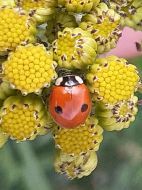 Adalia bipunctata - kétpettyes katica