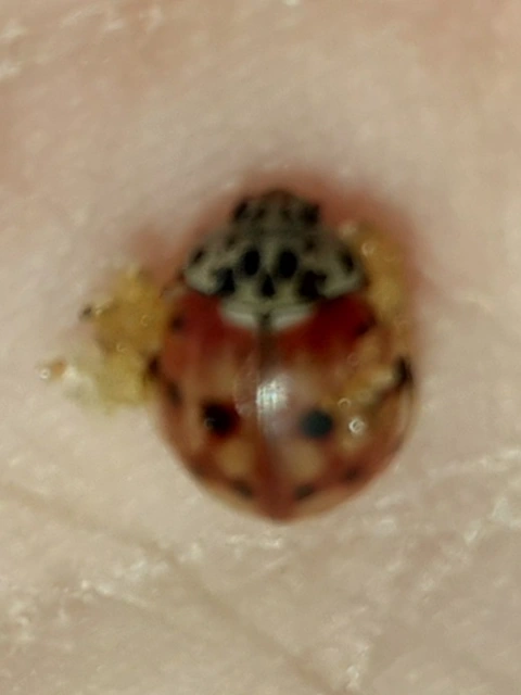 Harmonia quadripunctata - négypettyes katica