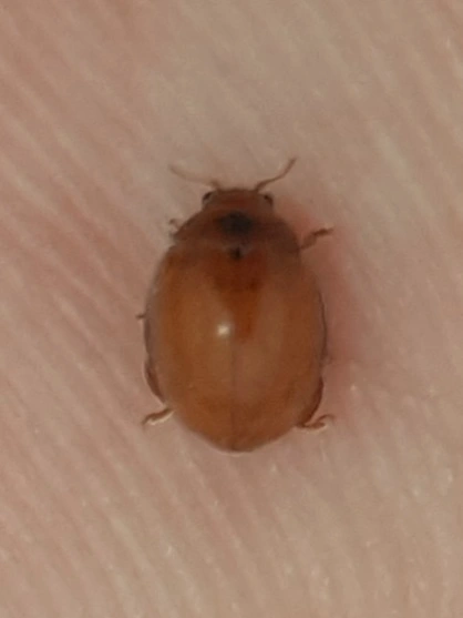 Subcoccinella vigintiquatuorpunctata - lucernaböde