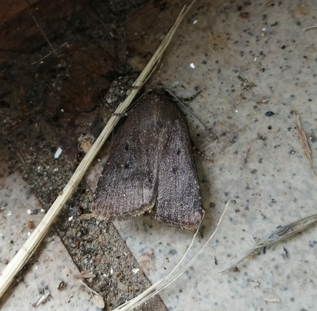 Amphipyra tragopoginis - bakszakállbagoly