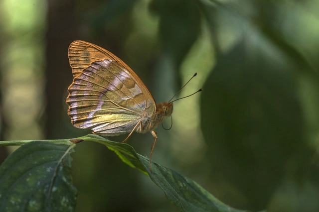 Argynnis paphia - nagy gyöngyházlepke