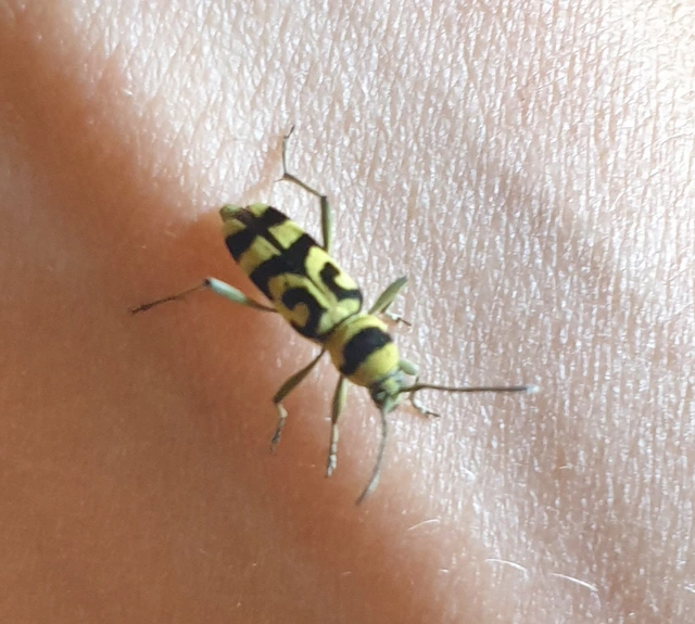 Chlorophorus varius - díszes darázscincér