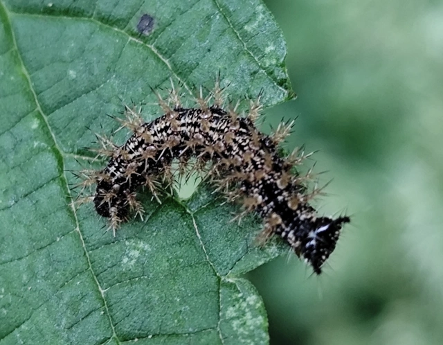 Araschnia levana - pókhálós lepke