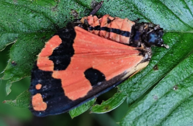 Callimorpha dominula - fémes medvelepke