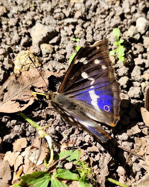 Apatura iris - nagy színjátszólepke