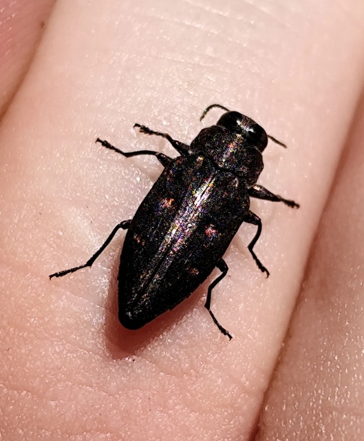Chrysobothris affinis - aranypettyes díszbogár