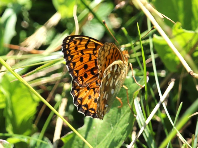 Argynnis aglaja - kerekfoltú gyöngyházlepke Argynnis aglaja - kerekfoltú gyöngyházlepke