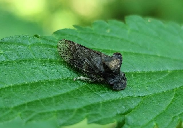 Ledra aurita - füleskabóca