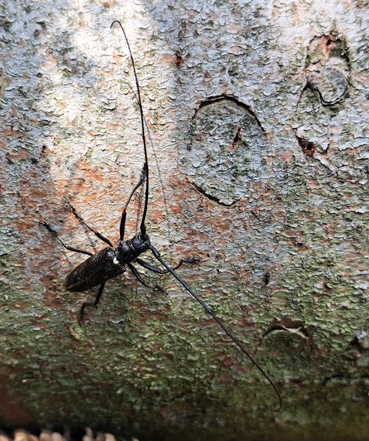 Monochamus sartor - nagy fenyvescincér